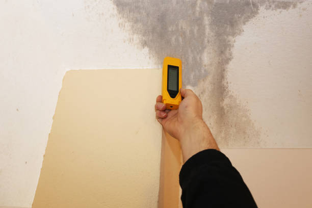 Best Post-Construction Mold Inspection  in Bedminster, NJ