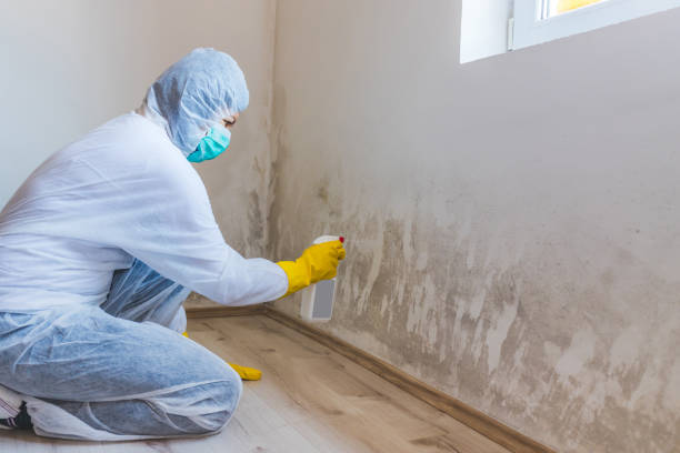 Best Mold Odor Removal Services  in Bedminster, NJ