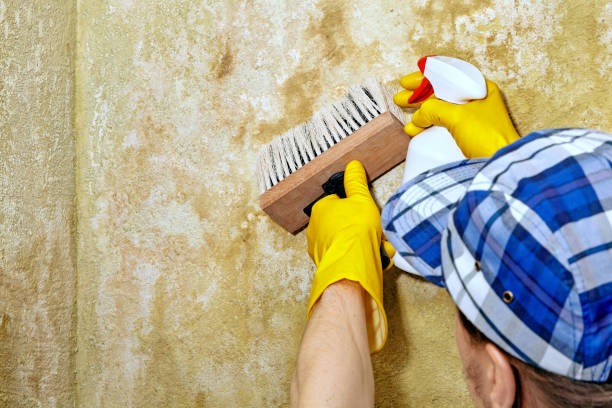 Mold Removal for HVAC Installations in Bedminster, NJ