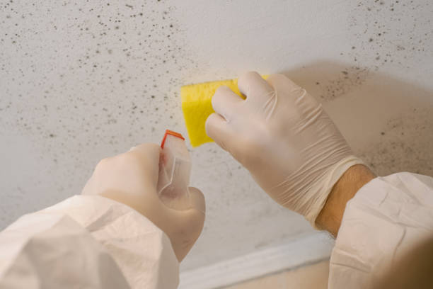 Best Attic Mold Removal  in Bedminster, NJ