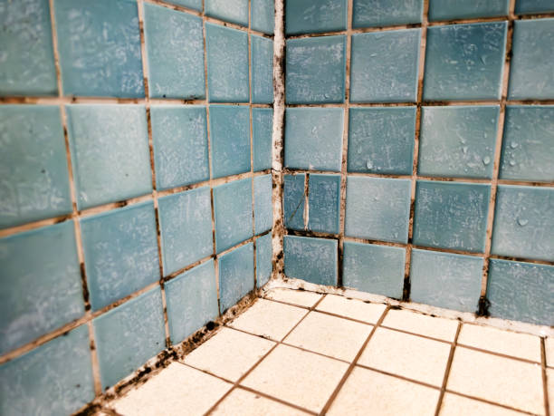 Best Real Estate Mold Inspection  in Bedminster, NJ