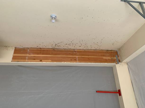 Best Mold Removal for HVAC Installations  in Bedminster, NJ