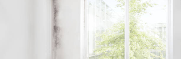 Best Comprehensive Air Testing for Mold Contaminants  in Bedminster, NJ