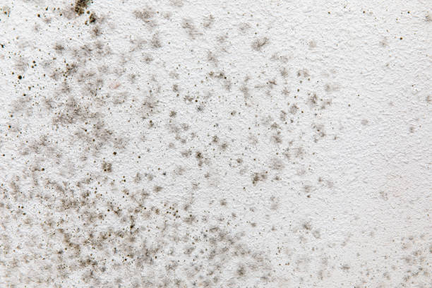 Mold Odor Removal Services in Bedminster, NJ