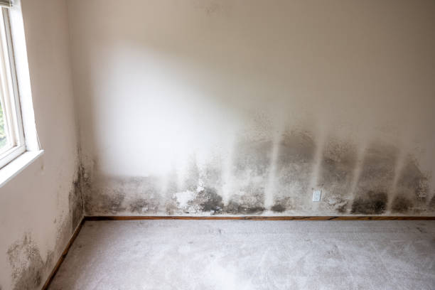 Best Dehumidification Services  in Bedminster, NJ