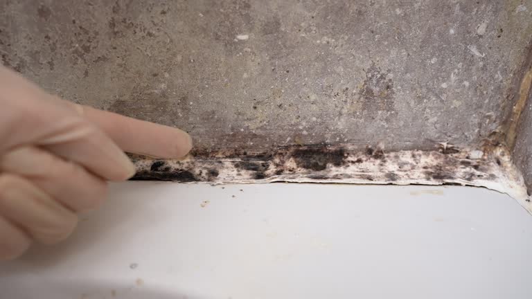 Best Mold Documentation for Insurance Claims  in Bedminster, NJ