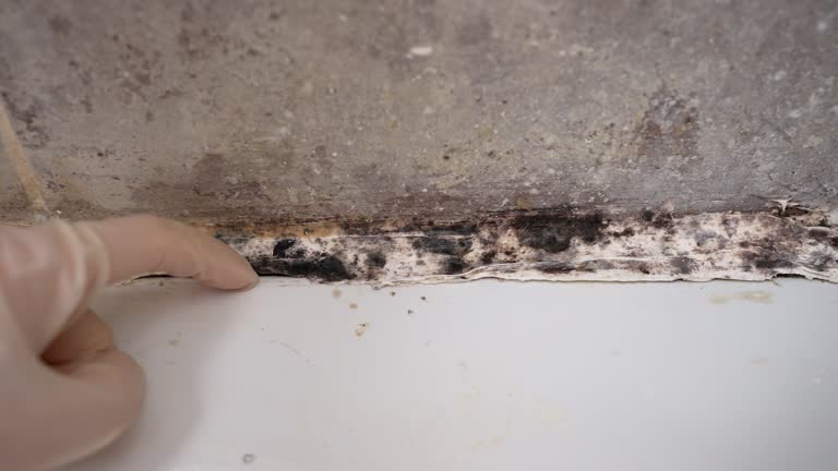 Best Mold Documentation for Insurance Claims  in Bedminster, NJ
