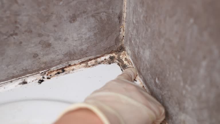 Best Residential Mold Inspection & Testing  in Bedminster, NJ