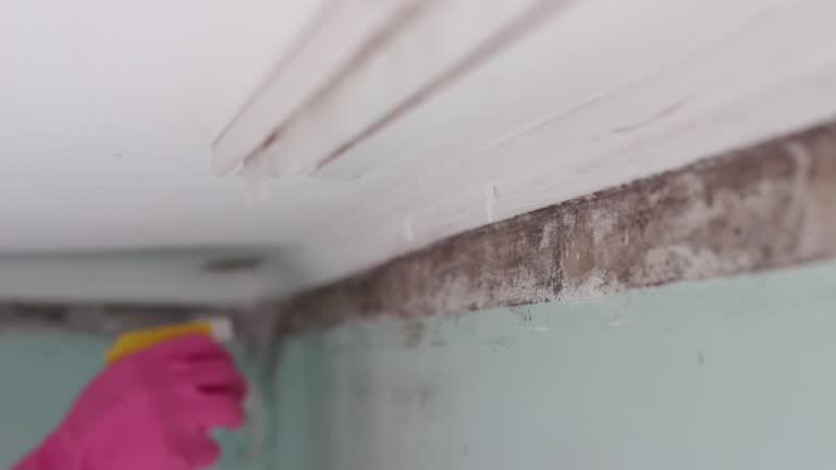 Best Black Mold Removal  in Bedminster, NJ
